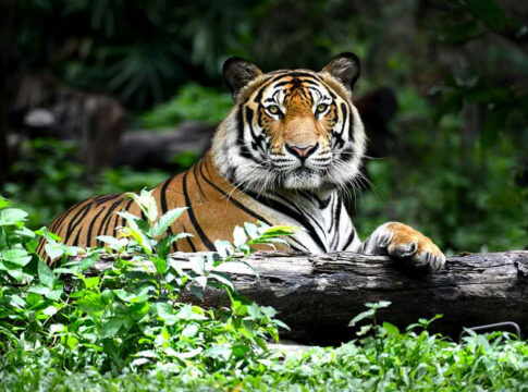 Tiger resting on a log in the jungle.